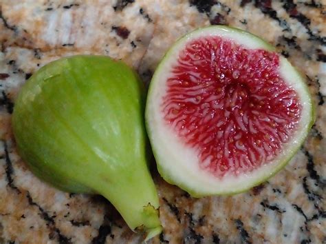 Fig