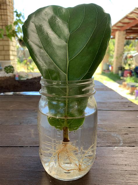 fig cuttings in water