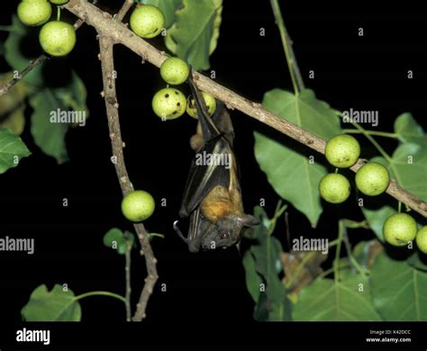 Fig Tree & Amazon Fruit Bat