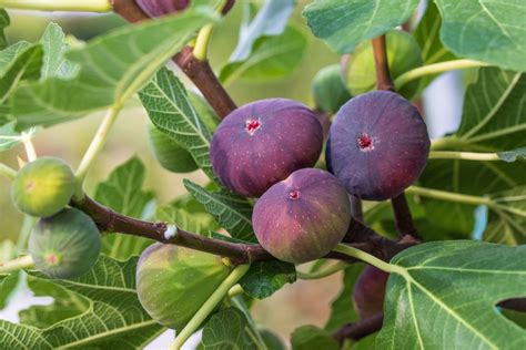 Fig Tree Color
