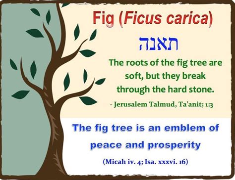 Fig Tree Hebrew