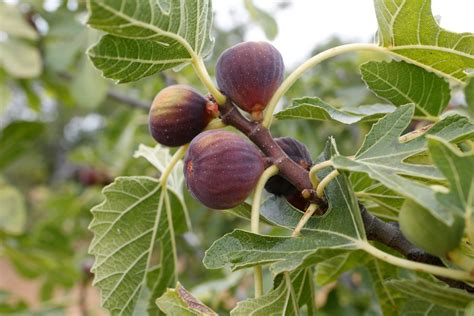 fig tree in spanish