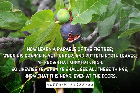 fig tree scripture kjv context