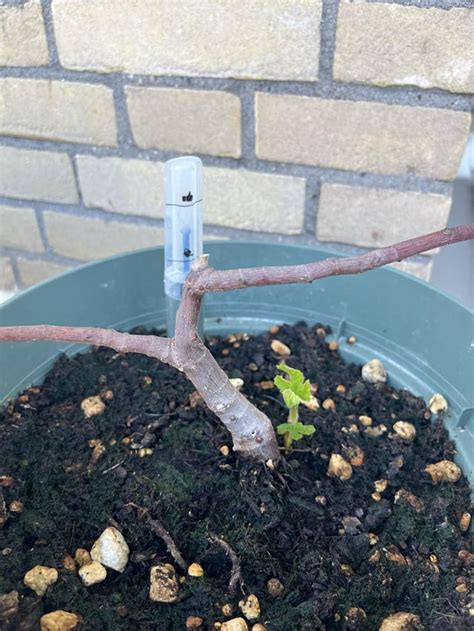 Fig Tree Stopped Growing
