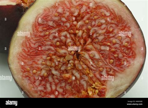 Fig Wasp Cross Section