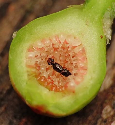 Fig Wasp Meaning