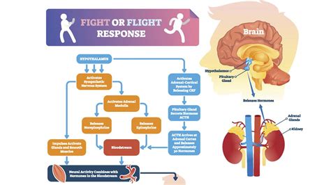 Fight or Flight Response Evolution