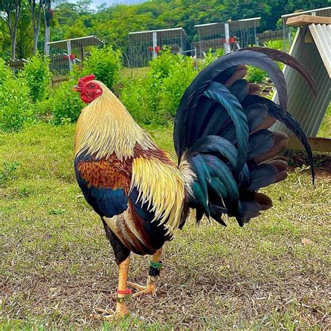 fighting rooster breeds pictures