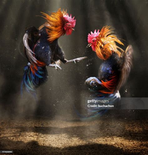 fighting rooster hd picture