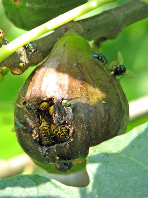 figs have dead wasps inside them