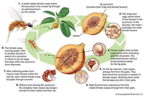 Figs Have Wasps