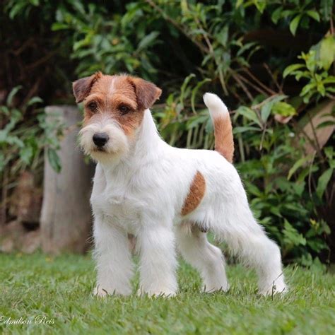 filhote de jack russell terrier