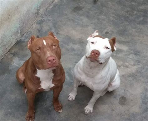 filhote de pitbull red nose