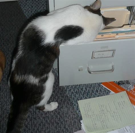 Filing Cabinet Kittens