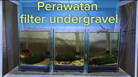 37+ Ikan Cupang Lampu Aquarium Mini PNG