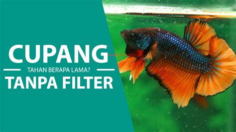 Memasang Filter Undergravel (UGF) untuk aquarium mini ikan