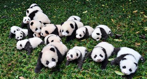 Filter By Group Size Pandas