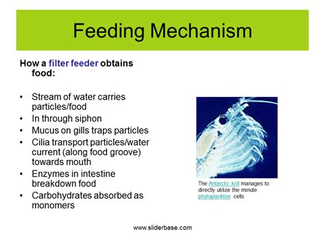 Filter Feeder Meaning