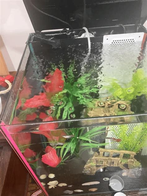 Filter Stopped Working Fish Tank