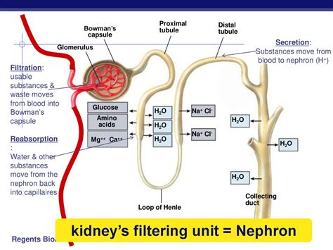 Filtering Units Of The Kidney