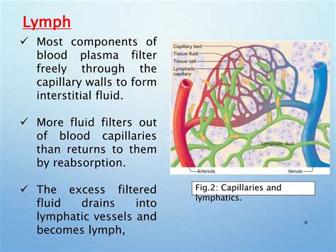 Filters Lymph Plasma