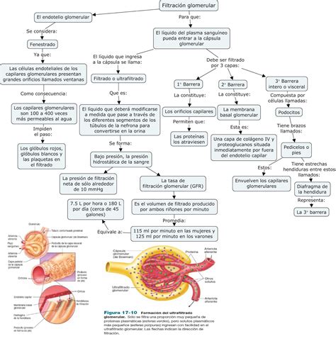 Fisiología Básica y Médica Mapa Conceptual de "Filtración Glomerular"