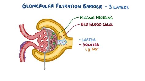 Filtration Barrier In Glomerular