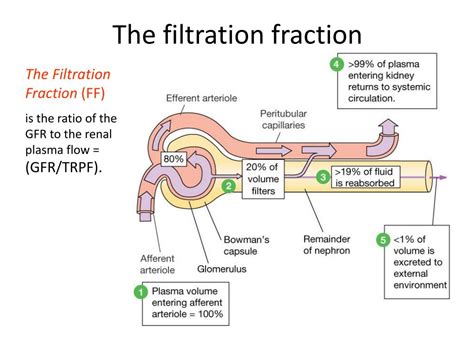 Filtration Fraction Value