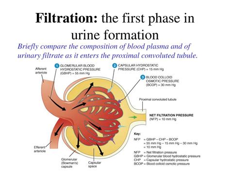 Filtration In Urinary System