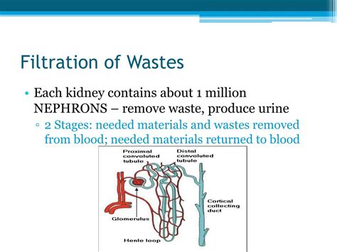 Filtration Procedure To Remove Waste Medical Term