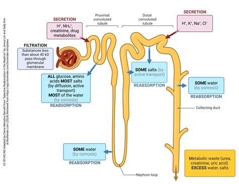 Filtration Reabsorption Function