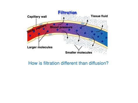 Filtration Vs Diffusion