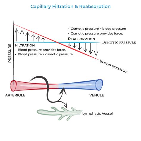 Filtration Would Be Favored In A Capillary Of
