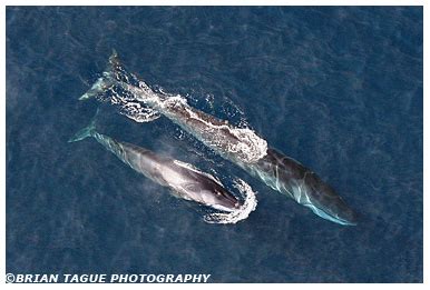 fin whale calf size