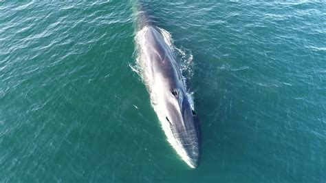fin whale eating