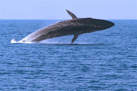 fin whale scientific name