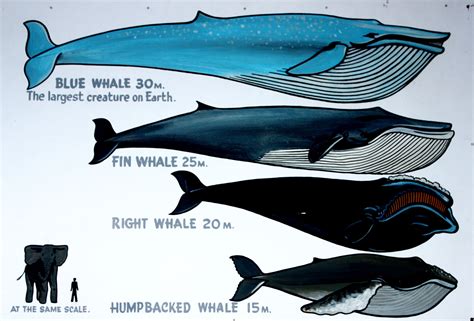 fin whale size in feet
