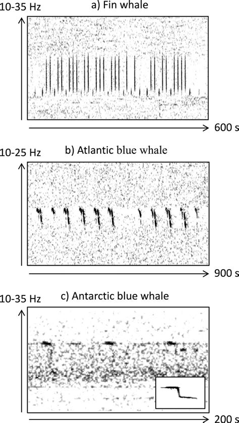 fin whale spectrogram