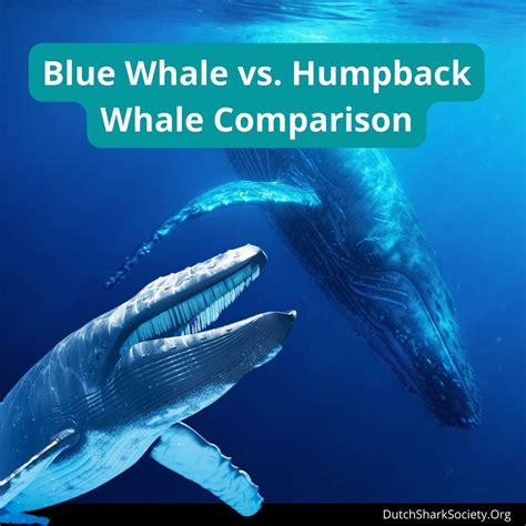 fin whale vs humpback
