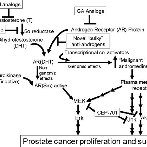 Finasteride Chemical Structure