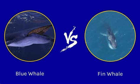 finback vs blue whale