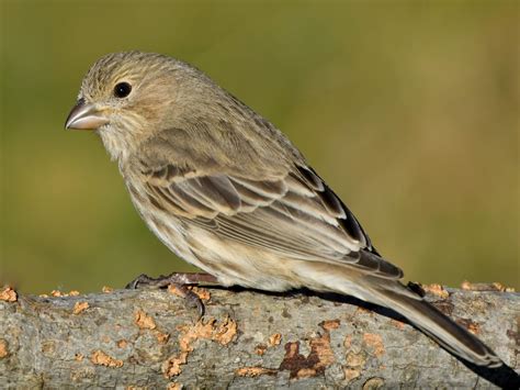 Brown Finch On Pipe