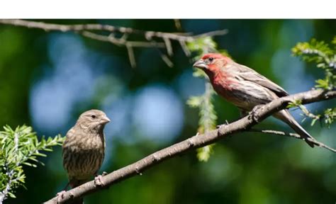 Purple Finch Mating Dance Flickr Photo Sharing!