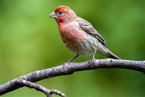 finch meaning in spanish