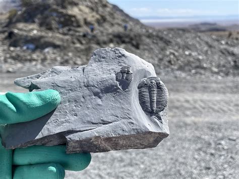 find fossils near me