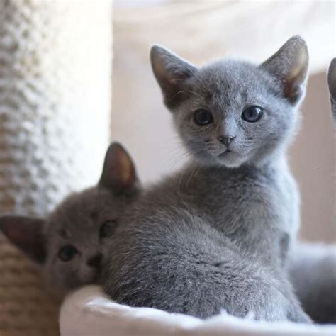 find russian blue cats near me breeders