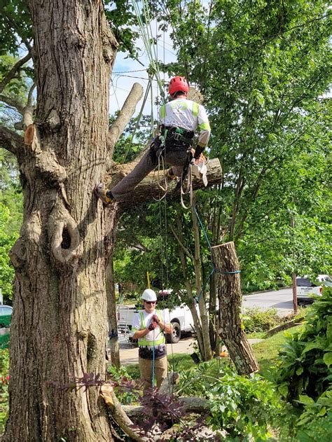 find the best tree service in asheville