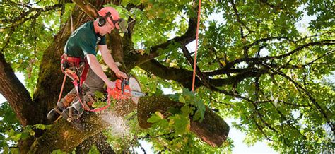 find the best tree service in philadelphia