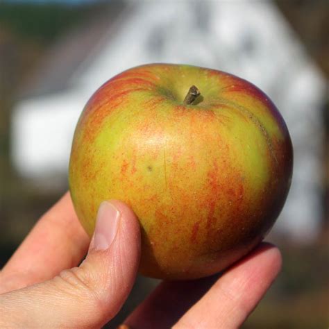 Finding Heirloom Apples