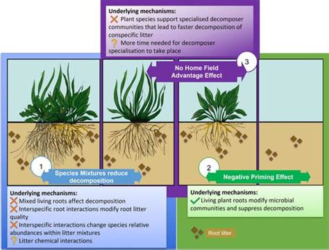 Fine Root Litter Decomposition